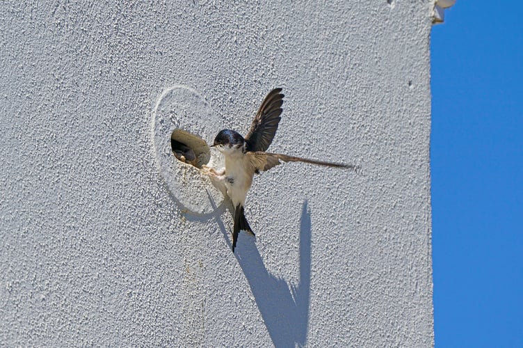 House Martin (Picture: Hugh Hastings)