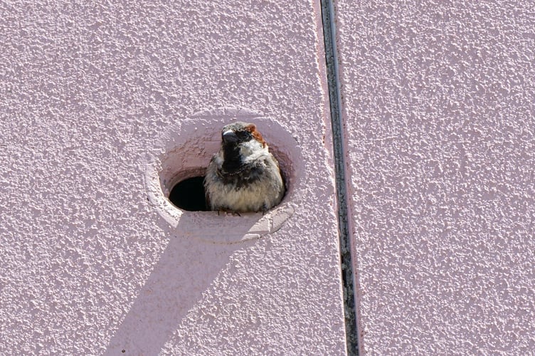 House Sparrow (Picture: Hugh Hastings)