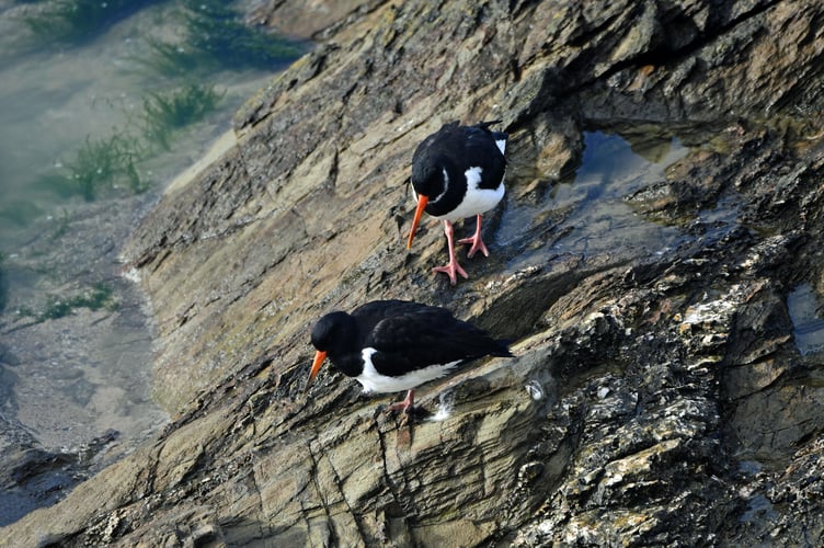 Oystercatcher