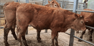 Truro Livestock Market Report: Wednesday, April 29