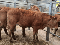 Truro Livestock Market Report: Wednesday, April 29