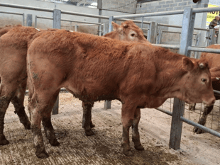 Truro Livestock Market Report: Wednesday, April 29
