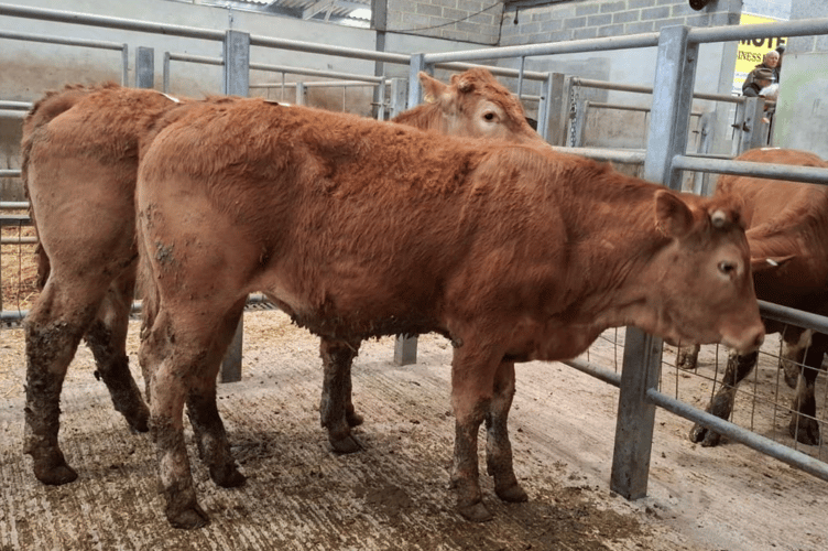 12-month-old Limousin x steers to £1645 for
Messrs B K & E L Piper of Sithney, Helston”.