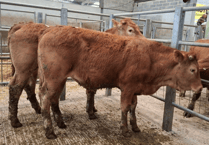 Truro Livestock Market Report: Wednesday, April 29