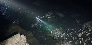 Dog rescued after falling from cliff