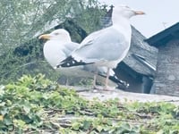 Witness appeal after seagull allegedly ‘punched and beaten’