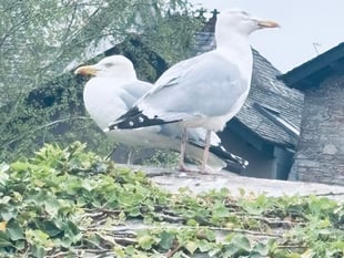 Witness appeal after seagull allegedly ‘punched and beaten’