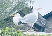 Witness appeal after seagull allegedly ‘punched and beaten’