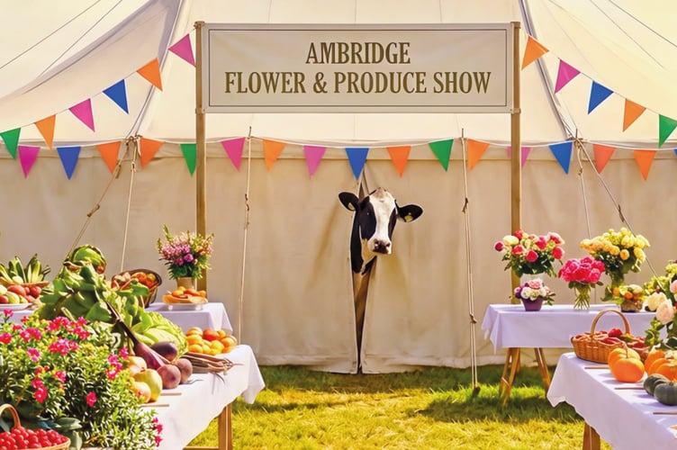 Ambridge Cow.