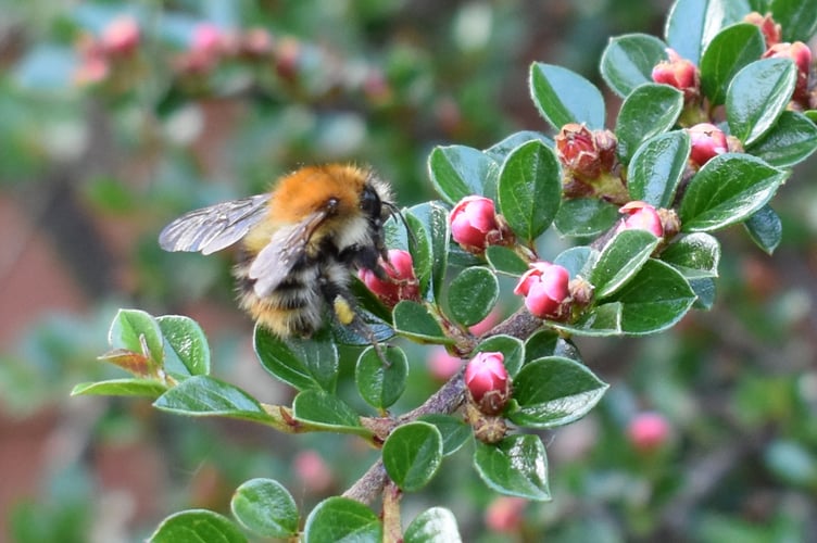 Gardeners can take steps to encourage wildlife. (Picture: Andrew Townsend)