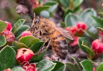 Gardening with Martin Pallett: Everything has suddenly taken off