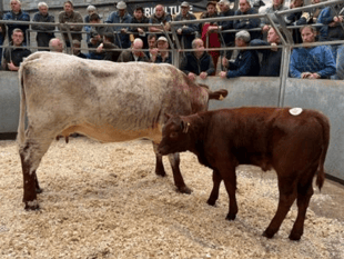 Truro Livestock Market Report: Wednesday, May 6