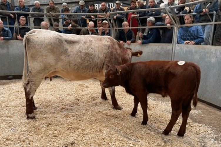 Shorthorn x cow and calf to £2720 for
Fentongollan Farms of Tresillian, Truro.