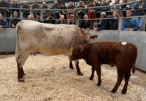 Truro Livestock Market Report: Wednesday, May 6