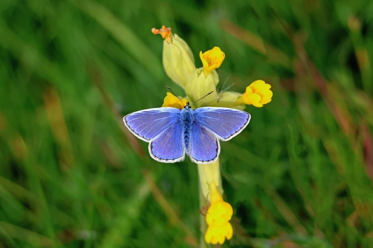 Common Blue