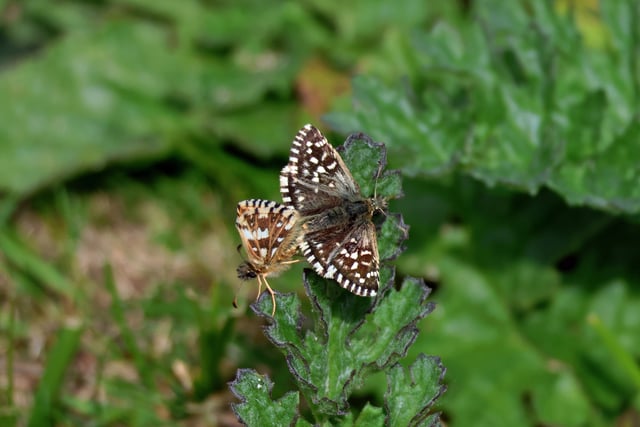 Nature enthusiasts buzzing after spotting rare butterfly 