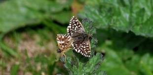 Nature enthusiasts buzzing after spotting rare butterfly 