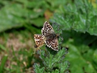 Nature enthusiasts buzzing after spotting rare butterfly 