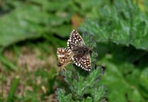 Nature enthusiasts buzzing after spotting rare butterfly