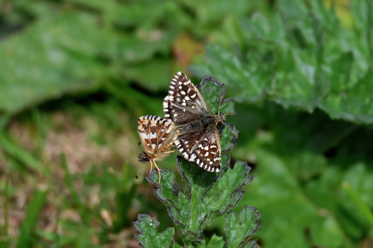 Grizzled Skipper