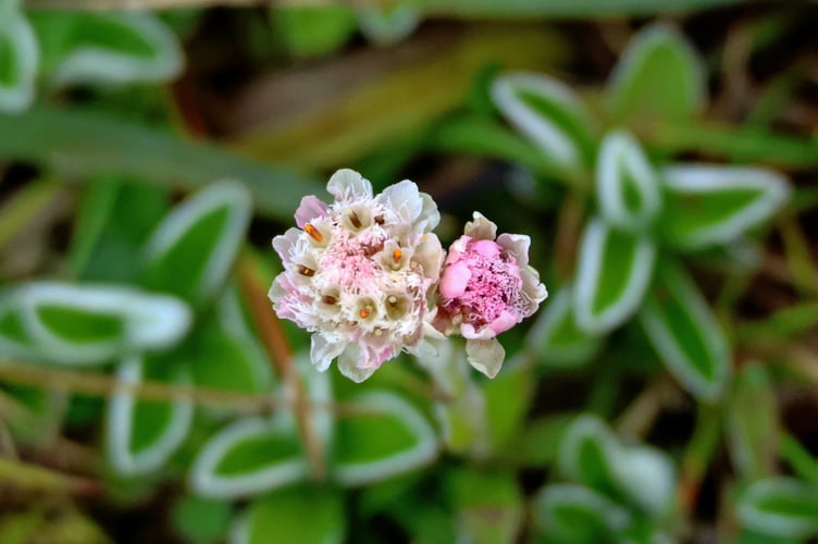 Mountain Everlasting