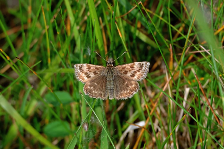 Dingy Skipper