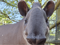 Familiar face to young wildlife fans arrives at zoo