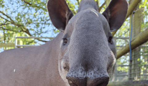 Familiar face to young wildlife fans arrives at zoo