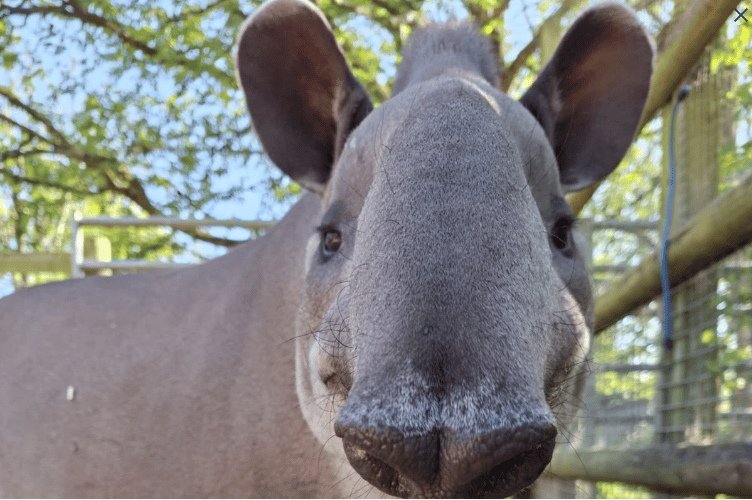 Tamara the tapir (Picture: Newquay Zoo)