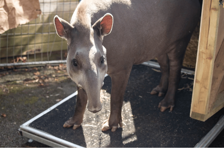 Tamara has taken up residence in the South American habitat (Picture: Newquay Zoo)