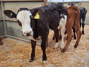 Truro Livestock Market Report: Wednesday, May 13