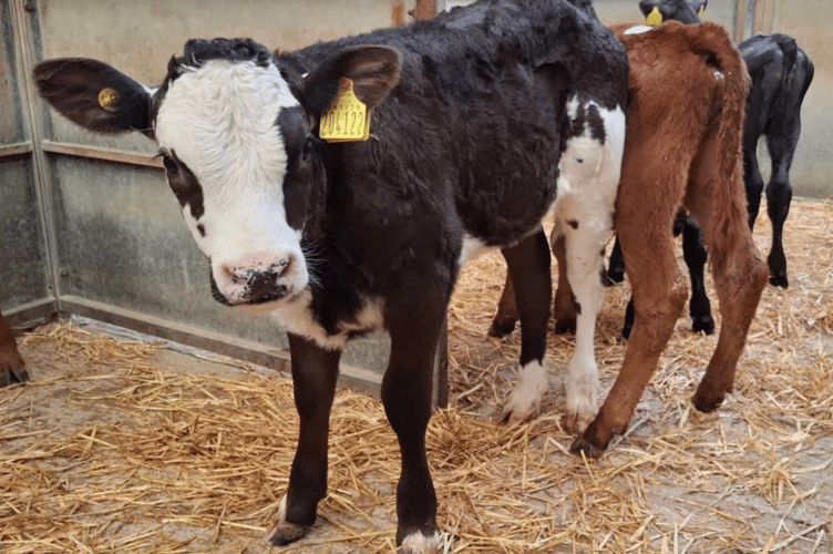 4 week old Limousin x heifer calf to £610 for Messrs A D & J A Bray
of St Martin, Helston’.