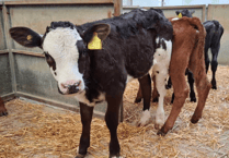 Truro Livestock Market Report: Wednesday, May 13