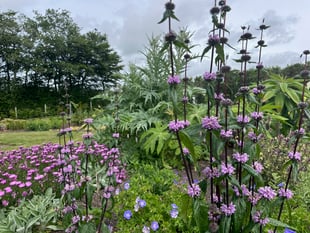 Garden designer to showcase her garden for charity