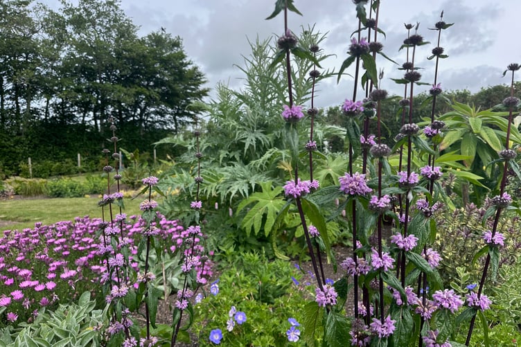 Kim Parish is showcasing her sub-tropical garden