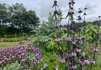 Award-winning garden designer to showcase her garden for charity