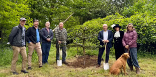 Monkey-puzzle tree planted at Pencarrow