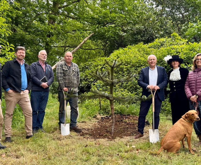 Monkey-puzzle tree planted at Pencarrow