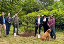 Monkey-puzzle tree planted at Pencarrow