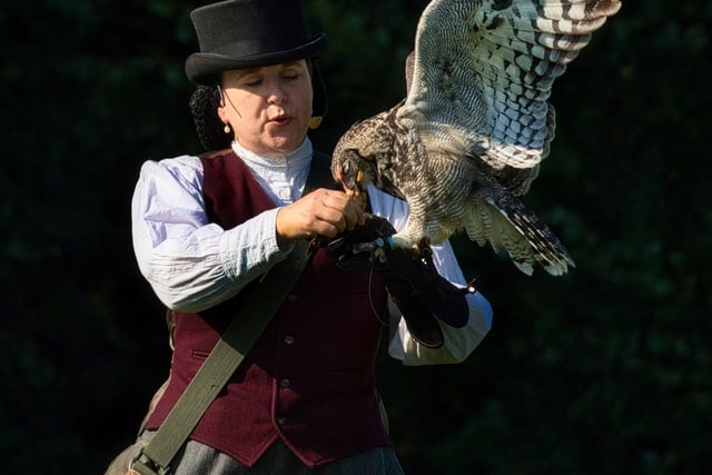 Victorian falconry at Trelissick Gardens