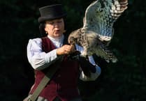 Witness Victorian falconry at Trelissick Gardens
