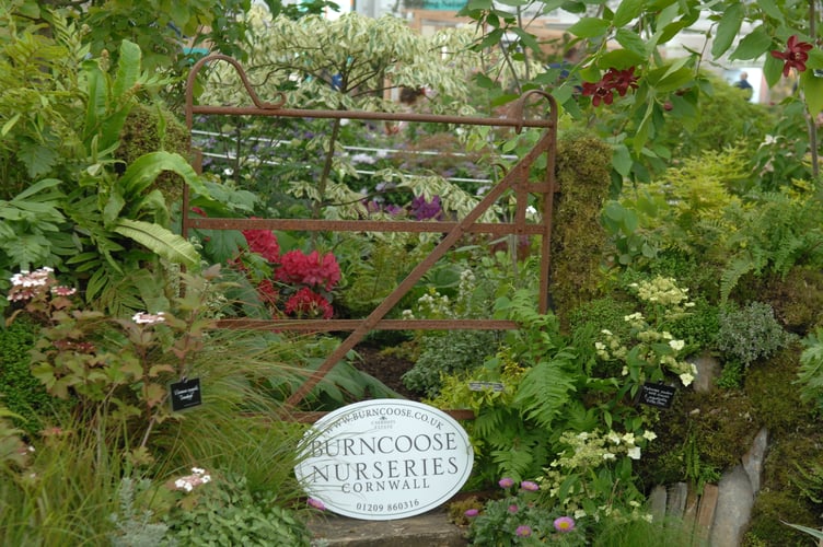 Burncoose Nurseries' 2026 RHS Chelsea Flower Show garden