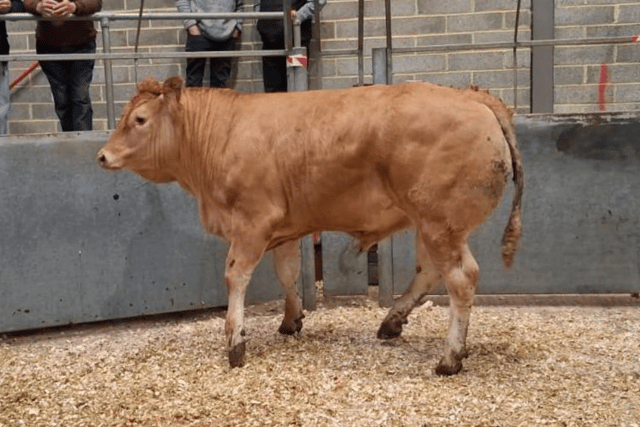 Truro Livestock Market Report: Wednesday, May 20