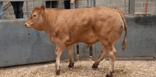Truro Livestock Market Report: Wednesday, May 20