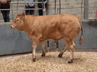Truro Livestock Market Report: Wednesday, May 20