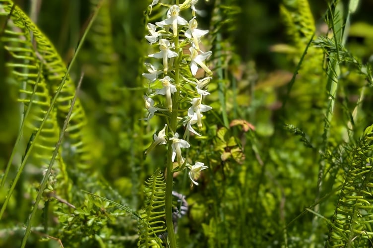 Lesser butterfly orchid (Picture: Natural England)