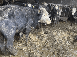 Dairy farmer banned after inspectors find severe welfare breaches