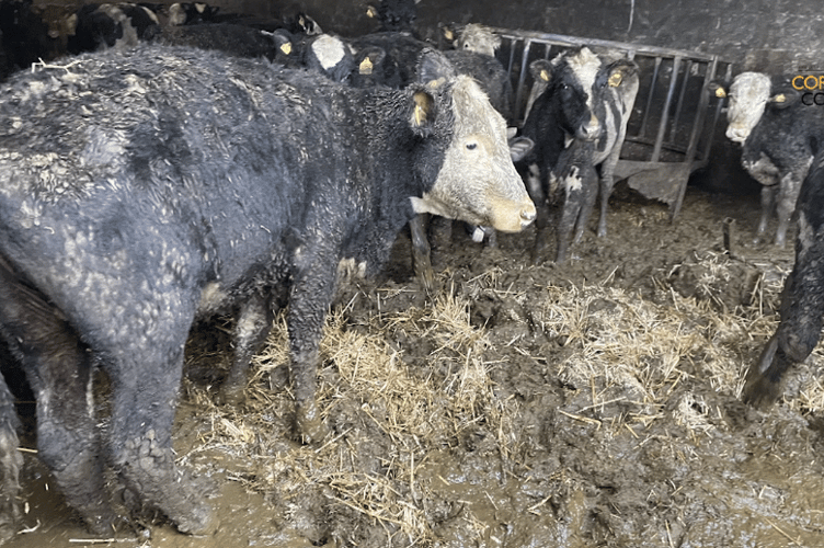 Cornwall Council officers working alongside the Animal and Plant Health Agency  identified multiple breaches of animal health and welfare legislation