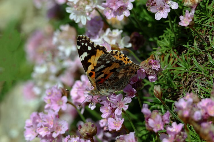 Painted Lady