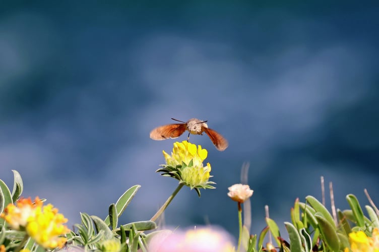 Humingbird Hawk Moth